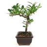 bonsai_piracanta_vermelha_2_anos_19_cm_12946_4_14a3f6aa24f8395171208f43b11610bb