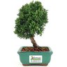 bonsai_shimpaku_2_anos_18_cm_12948_3_204b76394a375e20d27866d0b309a757