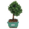 bonsai_shimpaku_2_anos_18_cm_12948_4_37eb00e053e5592df0be12ff85596042