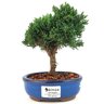 bonsai_shimpaku_2_anos_17_cm_12952_1_b2c3f70cc997be8df2c99e349535c5b6