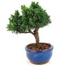 bonsai_shimpaku_2_anos_17_cm_12952_2_3c64d57d82dc8820f4b3a88c3775fc85