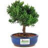 bonsai_shimpaku_2_anos_17_cm_12952_3_e6aacde330f5b3007b05a51f6603333b