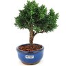 bonsai_shimpaku_2_anos_17_cm_12952_4_3186749f597eda389b8091f5593dd09c