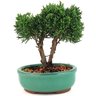 bonsai_shimpaku_2_anos_19_cm_12956_1_e83d1bff17fcea496b9535c825e9d4e5