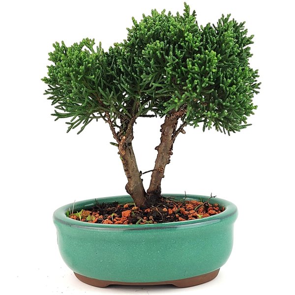 bonsai_shimpaku_2_anos_19_cm_12956_1_e83d1bff17fcea496b9535c825e9d4e5