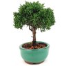 bonsai_shimpaku_2_anos_19_cm_12956_2_9e9217be16c92e2cf55555f9ad700397