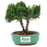bonsai_shimpaku_2_anos_19_cm_12956_3_5402041c0c96742562e8ccd37cb5a673