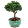 bonsai_shimpaku_2_anos_19_cm_12956_4_393cbfdf62136a430df30cead9a59d5a