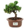 bonsai_procumbens_3_anos_21_cm_13032_1_4686a094827b0dc3a366625515260a89
