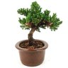 bonsai_procumbens_3_anos_21_cm_13032_2_e9a44883a551e109bd890004c164f3ab