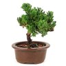 bonsai_procumbens_3_anos_21_cm_13032_3_f1d197ae191f485895d41cc60d4a7ab4