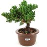 bonsai_procumbens_3_anos_21_cm_13032_4_a8ec4ce3e798a88210e803212b111106