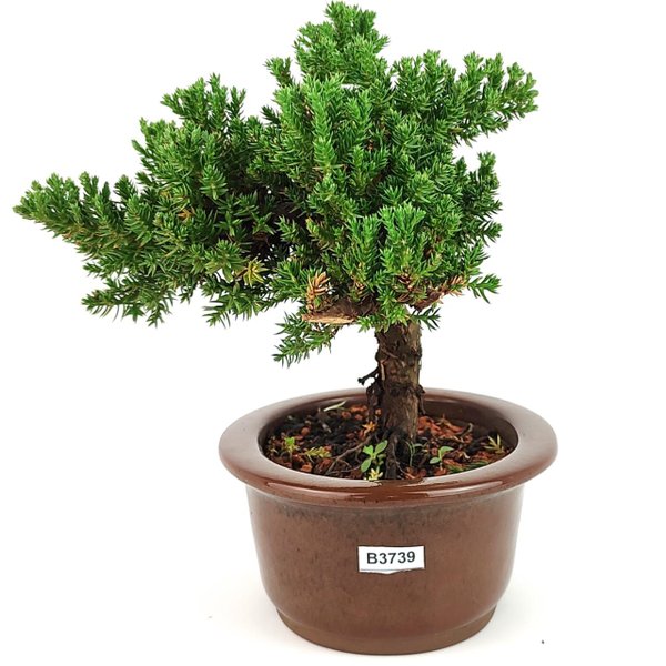 bonsai_procumbens_3_anos_21_cm_13032_4_a8ec4ce3e798a88210e803212b111106