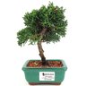 bonsai_shimpaku_2_anos_17_cm_13038_1_51d03557cbaf5954029eb2235b4f750b