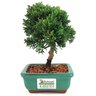 bonsai_shimpaku_2_anos_17_cm_13038_3_f965d2e4d30583936c1f471f0608a0b6