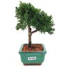 bonsai_shimpaku_2_anos_17_cm_13038_4_14522d98b80ce2cb107ce27b5663eb5a