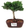 bonsai_shimpaku_2_anos_16_cm_13040_1_73d23f361e20121abafd549fc366a609