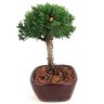 bonsai_shimpaku_2_anos_16_cm_13040_2_4c32ef516018b1dea9878788364b4a50
