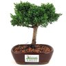 bonsai_shimpaku_2_anos_16_cm_13040_3_1725764fabb4070af04e1440fd1ab09a