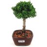 bonsai_shimpaku_2_anos_16_cm_13040_4_7a88e1a4832be353468cb61ea1176b32