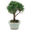 bonsai_shimpaku_3_anos_24_cm_13042_2_6c087132cf8f2de595af188ec1de481f
