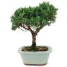 bonsai_shimpaku_3_anos_24_cm_13042_3_183ec9f4671968e649f5c3ded1e5cc09