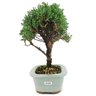 bonsai_shimpaku_3_anos_24_cm_13042_4_7164241c090bc4b105ff890599cde789