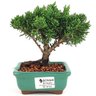 bonsai_shimpaku_2_anos_15_cm_13052_1_5410f9f53d332be9b408d5cc49b8891a