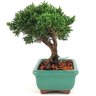 bonsai_shimpaku_2_anos_15_cm_13052_2_15ef81bf7656681dd2f86c5e8f2ac0d6