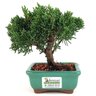 bonsai_shimpaku_2_anos_15_cm_13052_3_9bfaada335aa27bccbdd33962a761b53