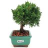 bonsai_shimpaku_2_anos_15_cm_13052_4_220b0ced817cdd4820f36ca27e8ad16e