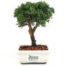 bonsai_shimpaku_2_anos_18_cm_13054_3_d17c943e73578f5ff1eaf24b251b7828