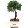 bonsai_shimpaku_2_anos_18_cm_13054_4_67fa3ab434204e4745be32c31b6a69ad