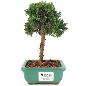 bonsai_shimpaku_2_anos_18_cm_13068_1_621f8dd002e8545f39c28a8fb3e4e16b