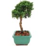 bonsai_shimpaku_2_anos_18_cm_13068_2_ef8817682544cf675d7f025ec61b58d8
