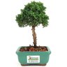 bonsai_shimpaku_2_anos_18_cm_13068_3_c2cbf7978b546dc8e7b6aef2836ec037