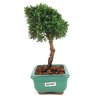 bonsai_shimpaku_2_anos_18_cm_13068_4_c78681ea52208047866cea089a4a726e