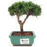 bonsai_shimpaku_2_anos_16_cm_13070_1_7300ac98847b3a75a0c7bd0cedc6a8f2