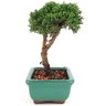 bonsai_shimpaku_2_anos_16_cm_13070_2_16c18aaf30b3afd459ac38c39f649572