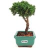 bonsai_shimpaku_2_anos_16_cm_13070_4_ef54772c389371bee282b2a610b63299