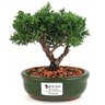bonsai_shimpaku_2_anos_16_cm_13078_1_f489ccd2aef6e88cd64f5a7feb61e1e3