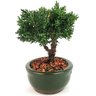 bonsai_shimpaku_2_anos_16_cm_13078_2_0a0bc26dd0e705624badab5ce713c683