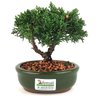 bonsai_shimpaku_2_anos_16_cm_13078_3_d8002544747839540ac3999b1433bef4