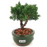 bonsai_shimpaku_2_anos_16_cm_13078_4_f22841ed7ebbb9ff9405796f8bed0434
