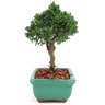 bonsai_shimpaku_2_anos_17_cm_13082_2_2e12fbbe92991d00b1512e1cebb4a342