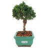 bonsai_shimpaku_2_anos_17_cm_13082_4_7ea9c6610314feb8f9846ce9dd849413