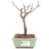 bonsai_sakura_rosa_2_anos_17_cm_13158_1_010bb98e44be8ad0518a2b39b98aed0b