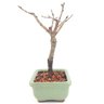 bonsai_sakura_rosa_2_anos_17_cm_13158_2_858d762d5f3c79cf2a0de023a4d29351