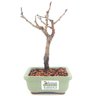 bonsai_sakura_rosa_2_anos_17_cm_13158_3_6b778adaf8499e581d48cefde7a5f038