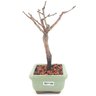 bonsai_sakura_rosa_2_anos_17_cm_13158_4_02e1b77a644e567ac818e89917fee57a